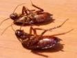 cucarachas