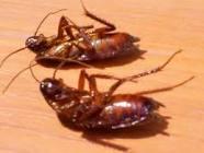 cucarachas