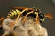 abejas