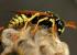 abejas