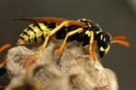 abejas