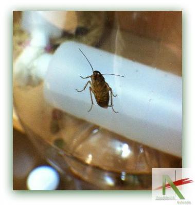 Cucarachas Blatella Germánica
