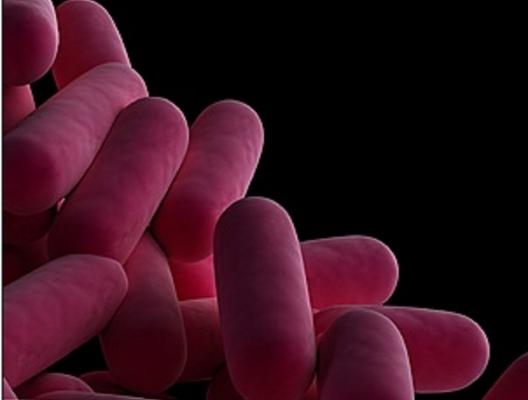 Legionella
