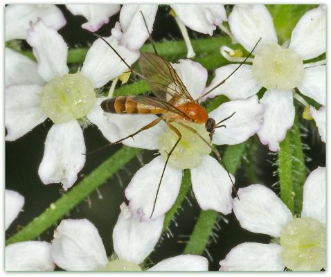 Mosquito