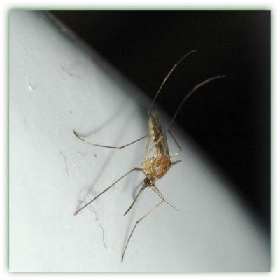 Mosquito