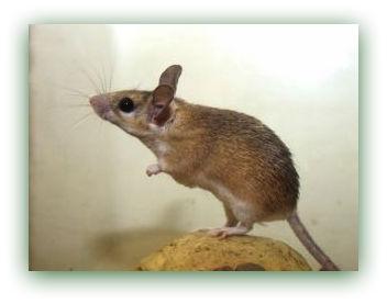 Ratón