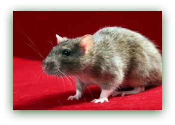 Rata gris