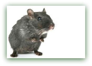 Rata negra