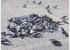 Palomas