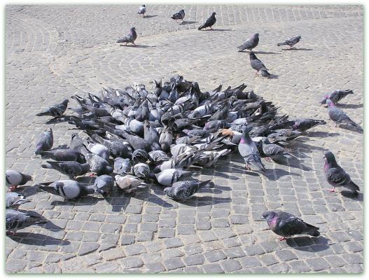 Palomas