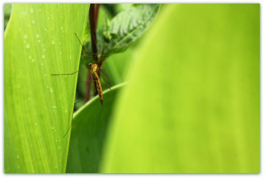 Mosquito
