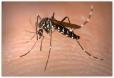 Mosquito