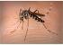Mosquito