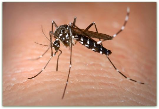 Mosquito