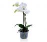 Orquídeas Phalaenopsis
