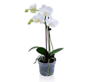 Orquídeas Phalaenopsis