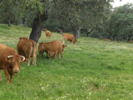 fincas rusticas para ganado