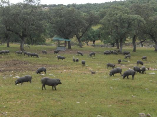 fincas rusticas de encinas