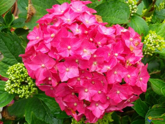 Hortensias