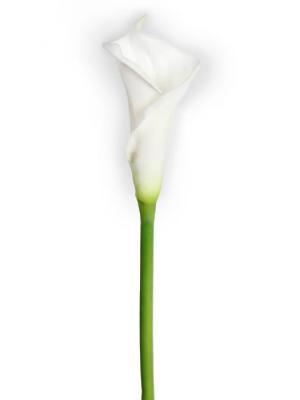 Flores artificiales Flor cala artificial tallo grueso Oasis Decor