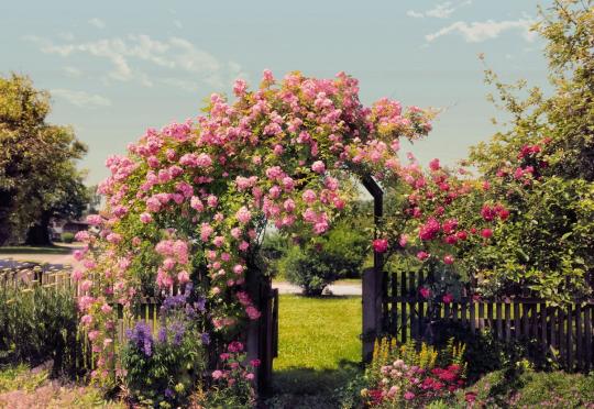 Fotomural ROSE GARDEN 