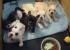 Perros mascotas