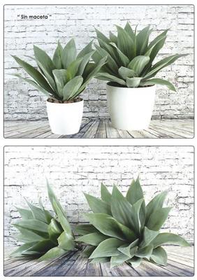 Agave o crasa artificial