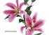 Liliums artificiales 