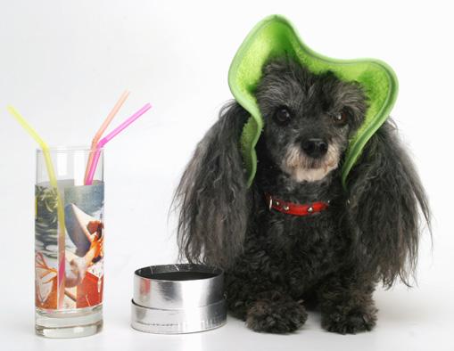 Gorros para mascotas Rotex2012, S.L.