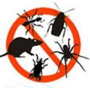 ECOPLAGA, CONTROL DE PLAGAS