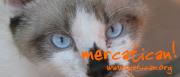 Mercatican