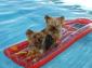 RESIDENCIA CANINA EL NIDO
