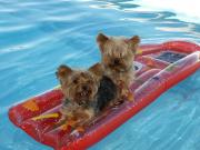 RESIDENCIA CANINA EL NIDO