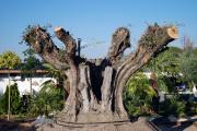 JARDINERÍA EL OLIVAR SIGLO XXI S.L.