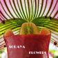 Soraya Flowers