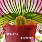 Soraya Flowers