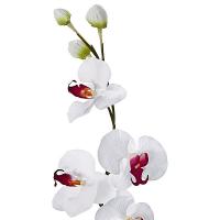 Rama orquideas en lallimona.com