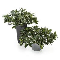 Plantas artificilaes y flores artificilaes en lallimona.com