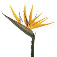 Aves del paraiso en lallimona.com