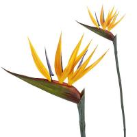 Aves del paraiso en lallimona.com (detalle 1)