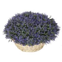 Cesto de planta de eucalipto artificial con bayas lavanda en lallimona.com Cesto de planta de eucalipto artificial con bayas lavanda en lallimona.com
